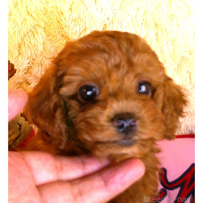 販売中の茨城県のトイプードル-427478の4枚目