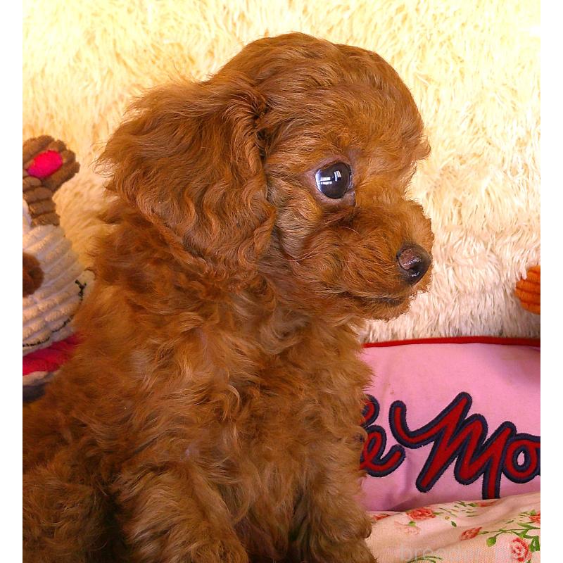 販売中の茨城県のトイプードル-427478の3枚目