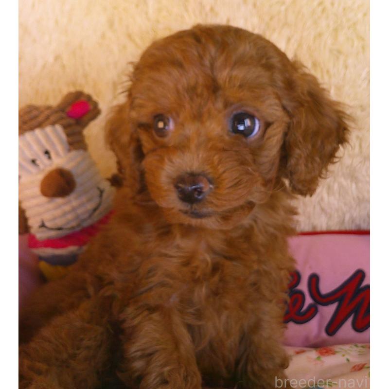 販売中の茨城県のトイプードル-427478の2枚目