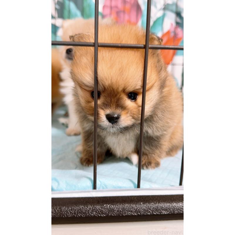 成約済の岡山県のポメラニアン-425752の11枚目