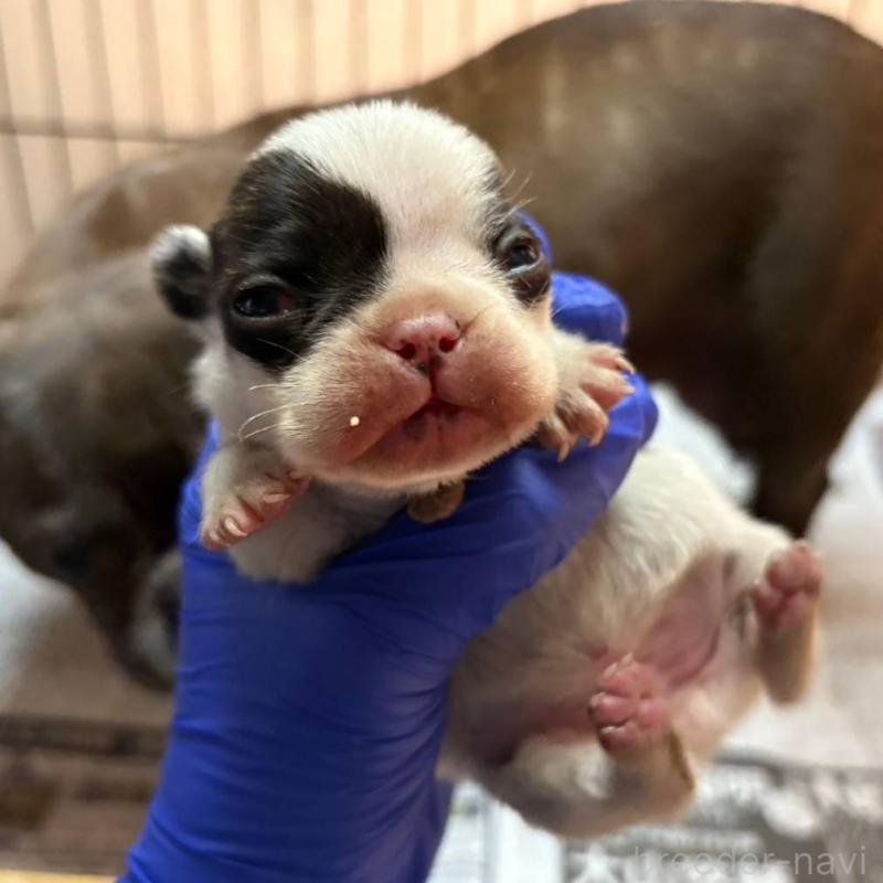 販売中の茨城県のフレンチブルドッグ-427475の1枚目