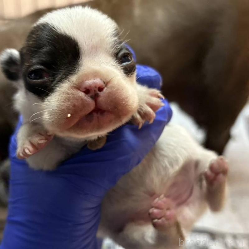 販売中の茨城県のフレンチブルドッグ-427475の2枚目