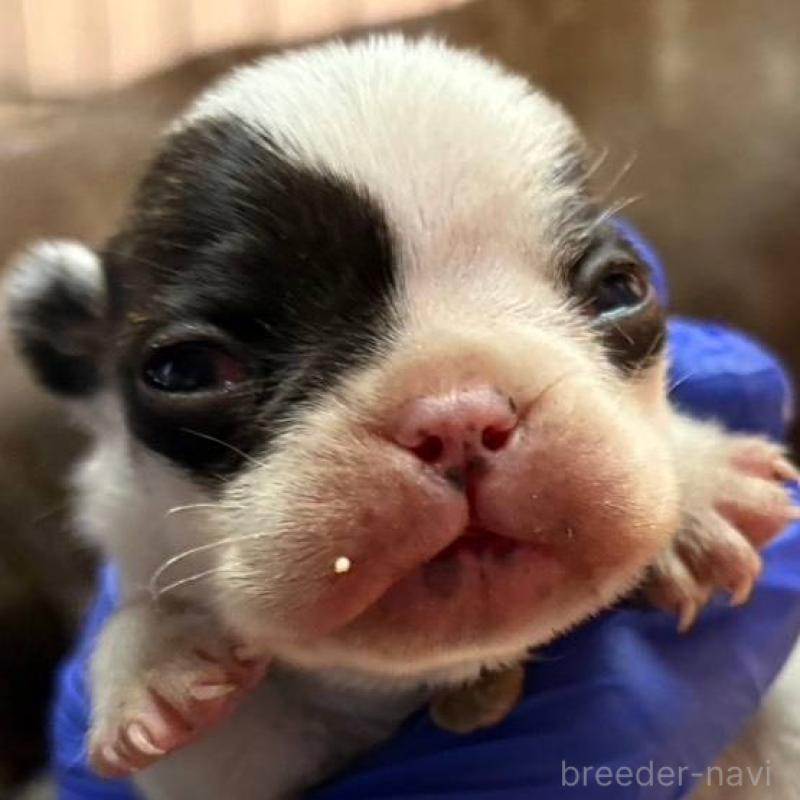 販売中の茨城県のフレンチブルドッグ-427475の3枚目