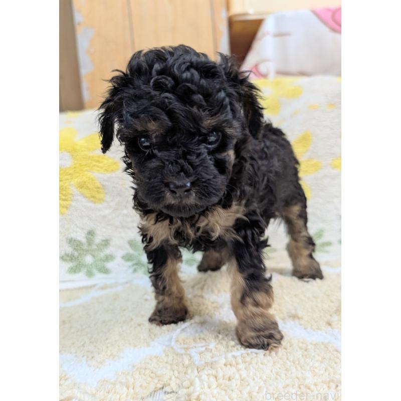 販売中の千葉県のトイプードル-427477の3枚目