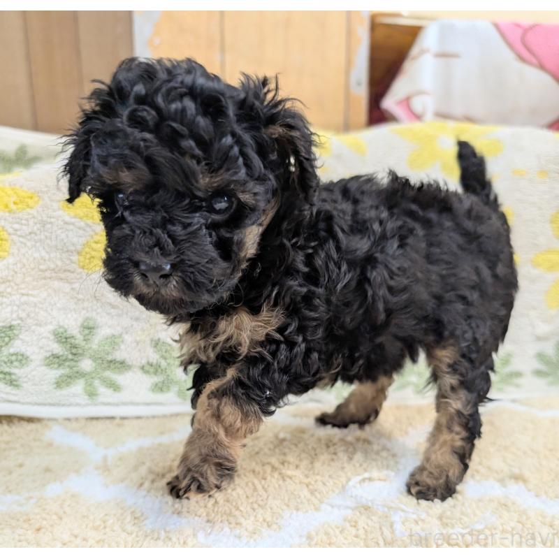 販売中の千葉県のトイプードル-427477の2枚目