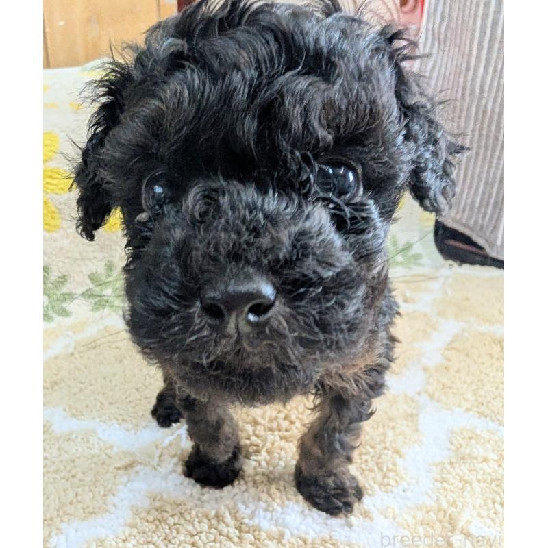 販売中の千葉県のトイプードル-427479の2枚目