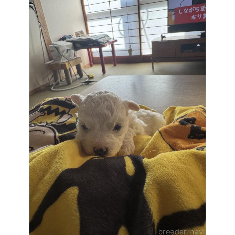 商談中の徳島県のビションフリーゼ-425691の5枚目