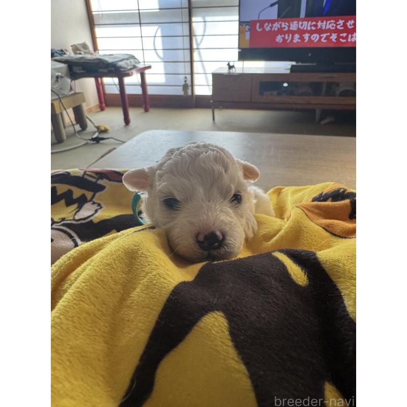 販売中の徳島県のビションフリーゼ-425691