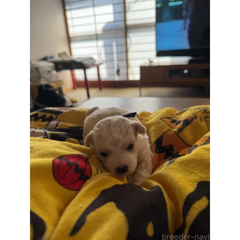 販売中の徳島県のビションフリーゼ-425686の2枚目