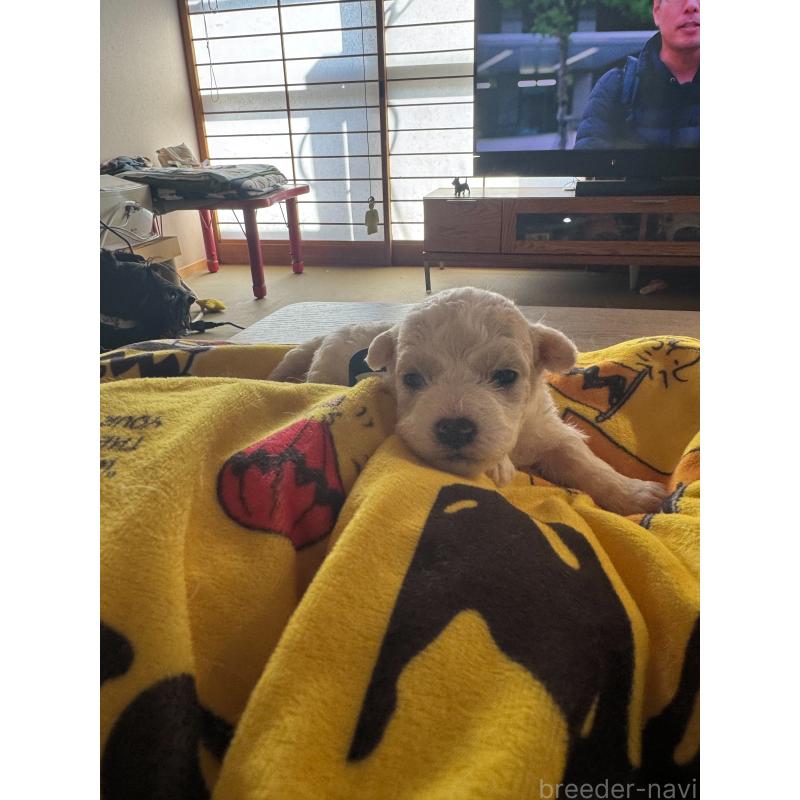 販売中の徳島県のビションフリーゼ-425686