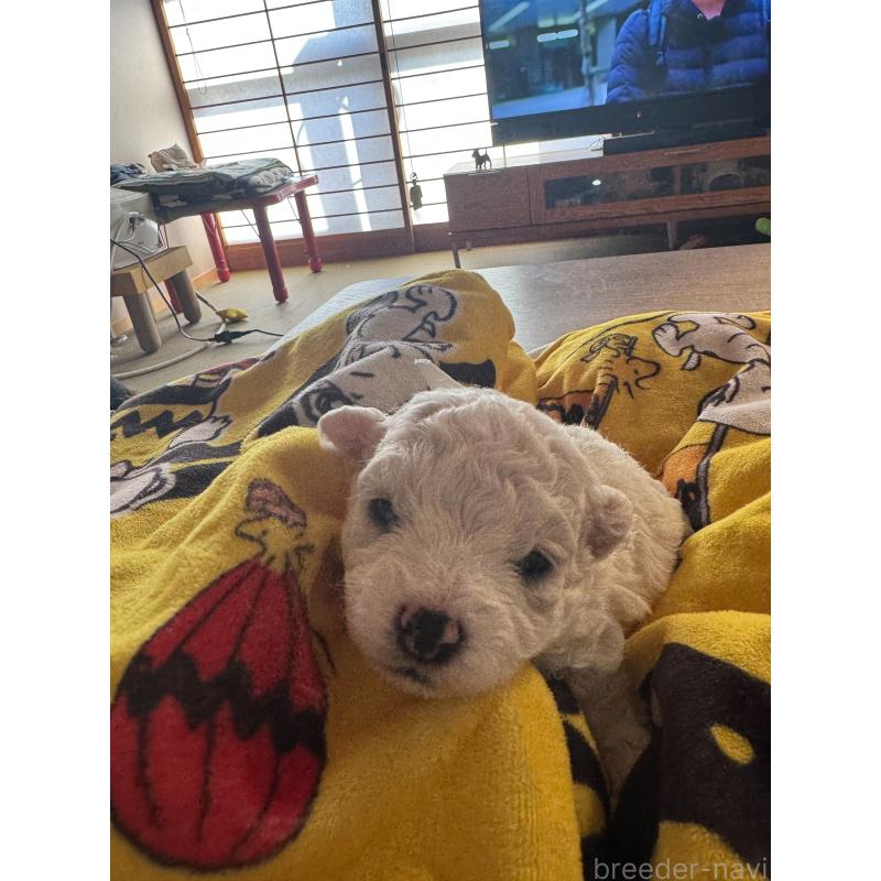 販売中の徳島県のビションフリーゼ-425687