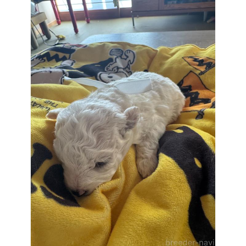 販売中の徳島県のビションフリーゼ-425687の2枚目