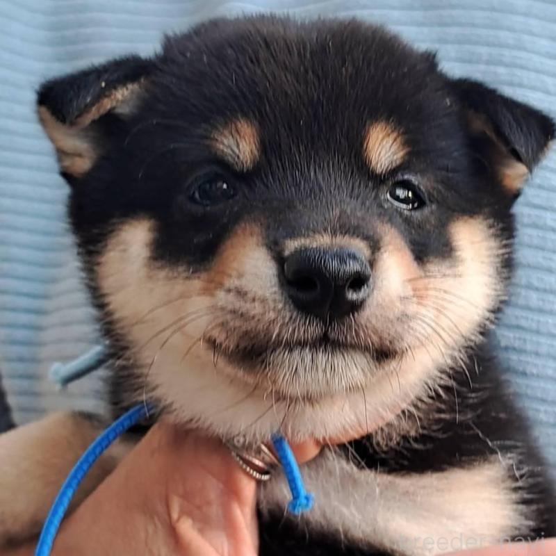 販売中の熊本県の豆柴-427480の1枚目