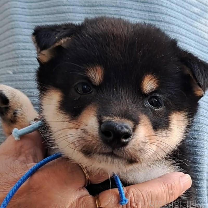 販売中の熊本県の豆柴-427480の6枚目