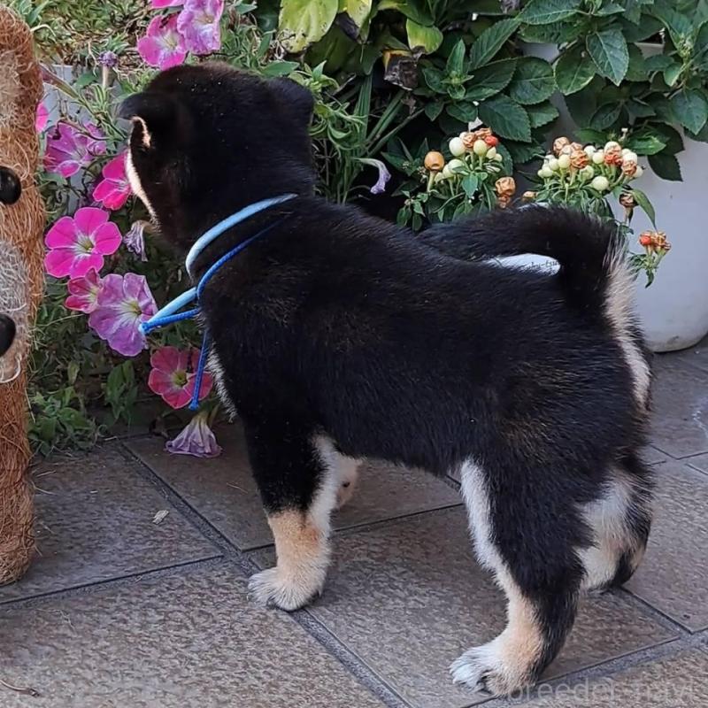 販売中の熊本県の豆柴-427480の5枚目