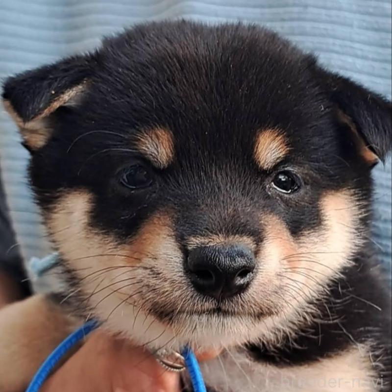 販売中の熊本県の豆柴-427480の4枚目