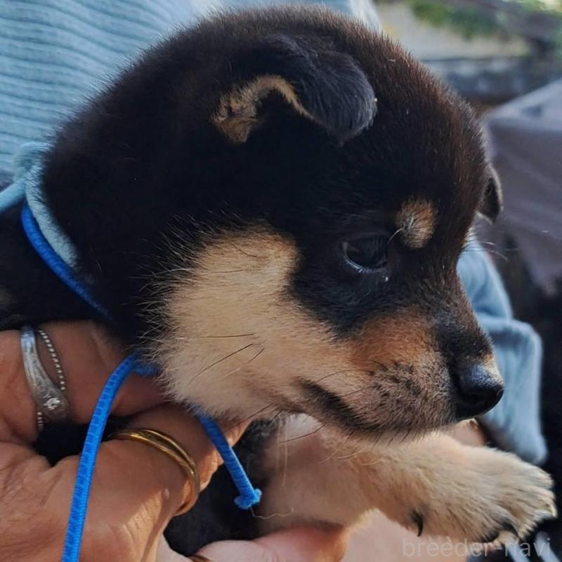 販売中の熊本県の豆柴-427480の3枚目