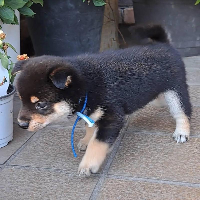 販売中の熊本県の豆柴-427480の2枚目