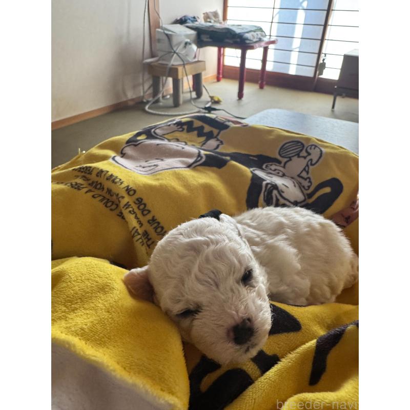 販売中の徳島県のビションフリーゼ-425688