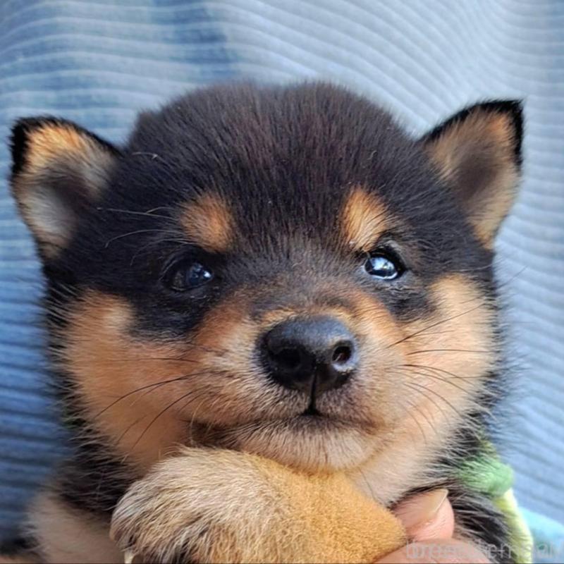 販売中の熊本県の豆柴-427481