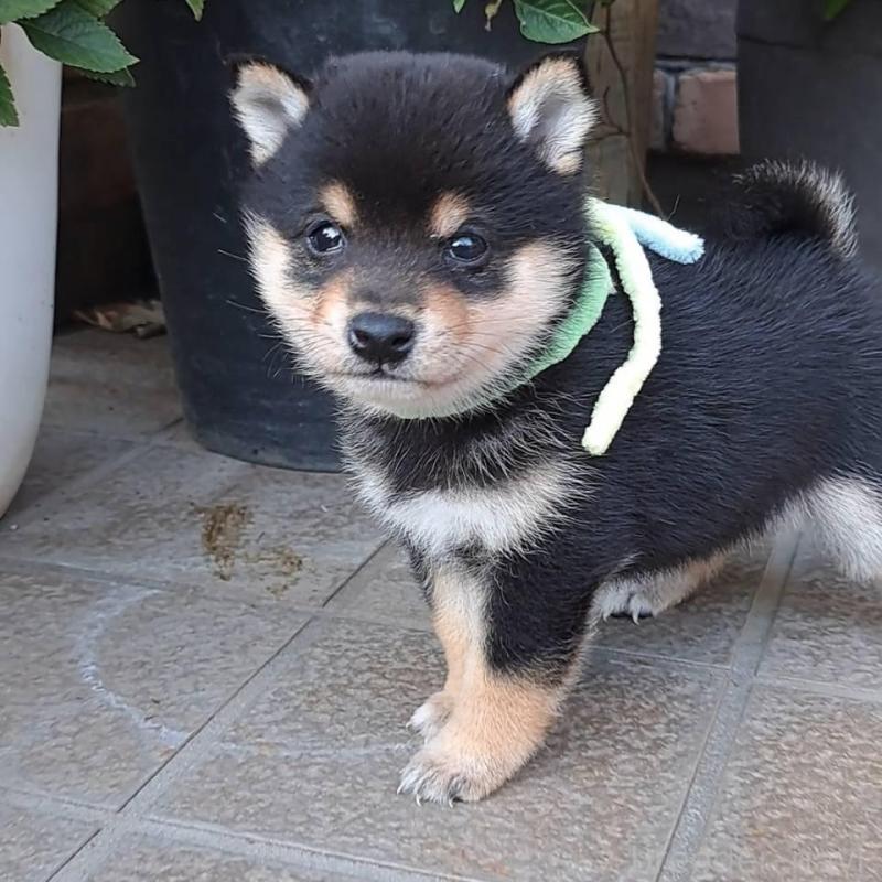 販売中の熊本県の豆柴-427481の4枚目