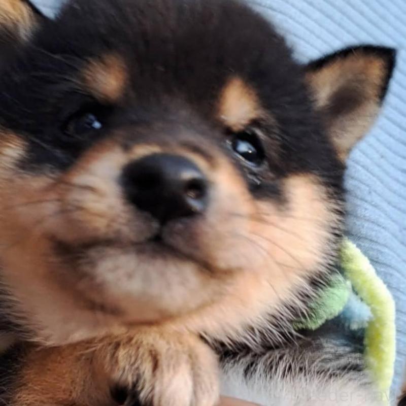 販売中の熊本県の豆柴-427481の3枚目