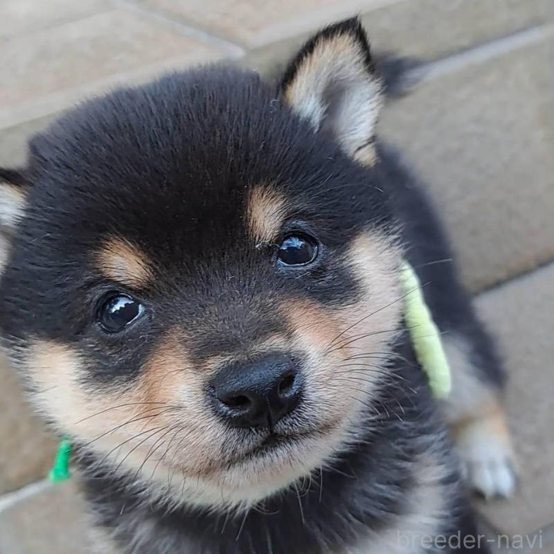 販売中の熊本県の豆柴-427481の2枚目
