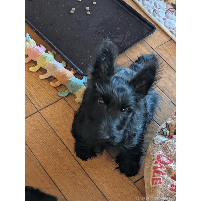 販売中の大阪府のスコティッシュテリア-418604の2枚目