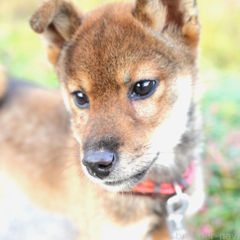 販売中の千葉県の豆柴-427489の1枚目