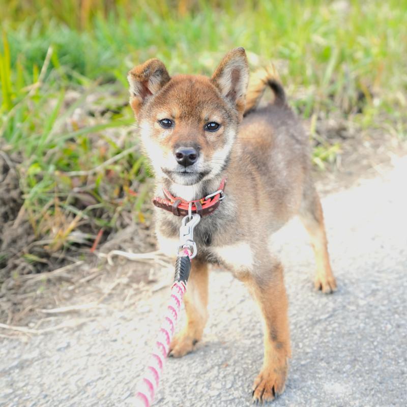 販売中の千葉県の豆柴-427489の6枚目
