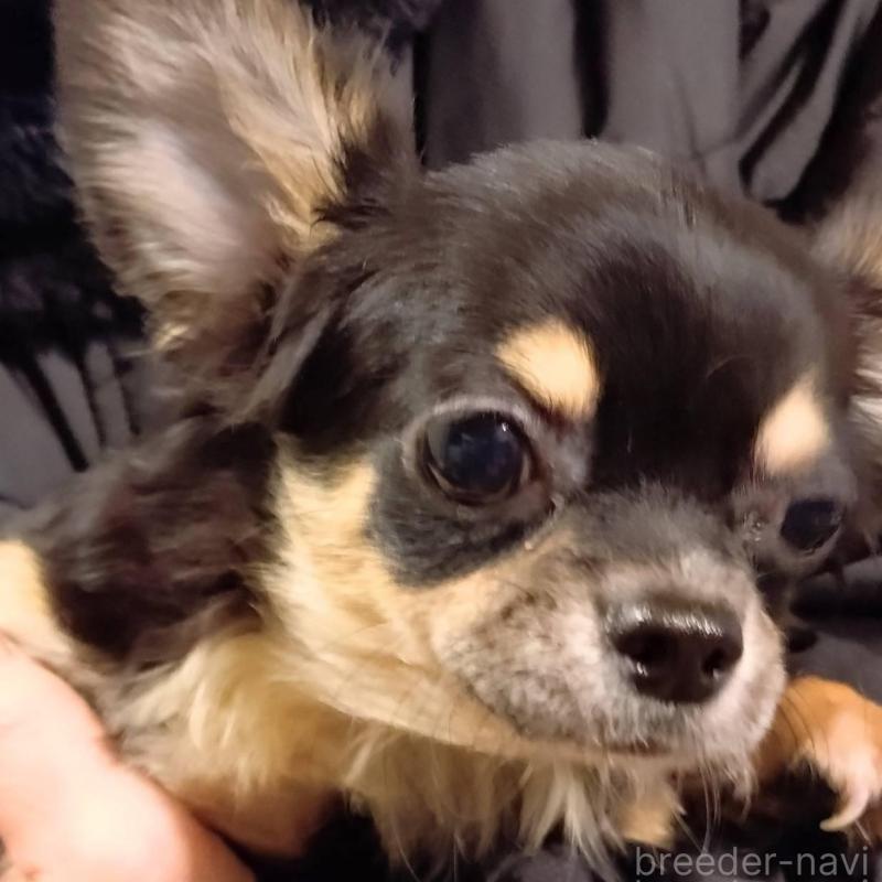 販売中の大阪府のチワワ(ロングコート)-427483の1枚目