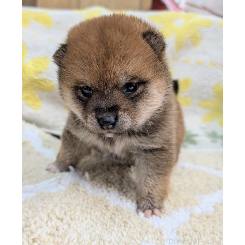 販売中の千葉県の豆柴-427385の2枚目