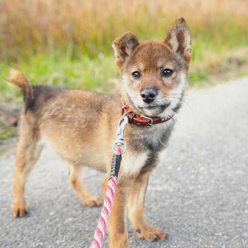 販売中の千葉県の豆柴-427489の5枚目
