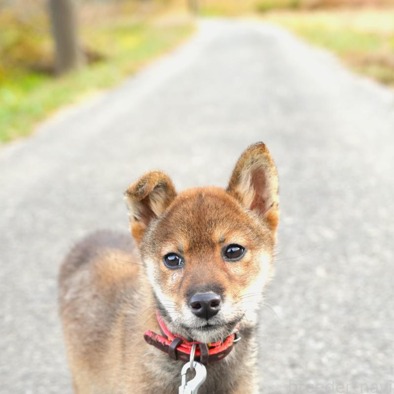 販売中の千葉県の豆柴-427489の4枚目