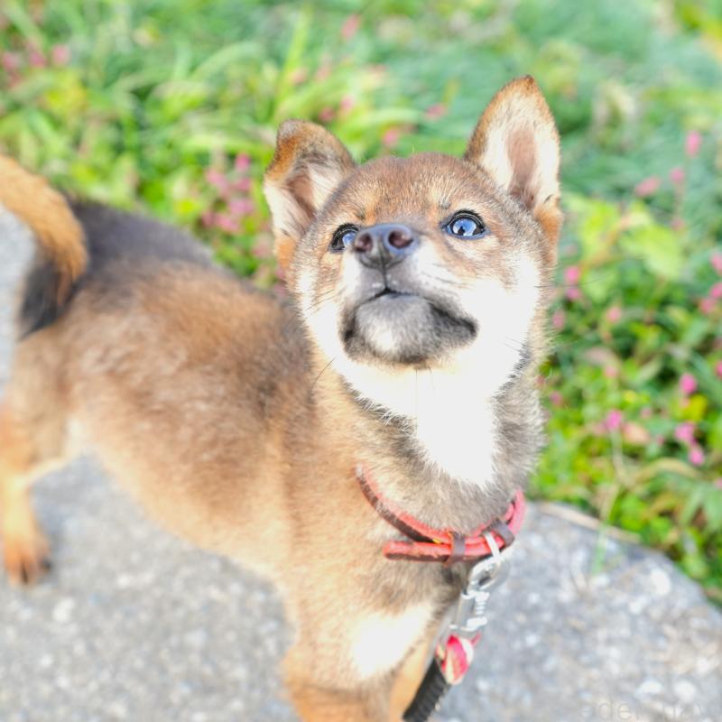 販売中の千葉県の豆柴-427489の3枚目