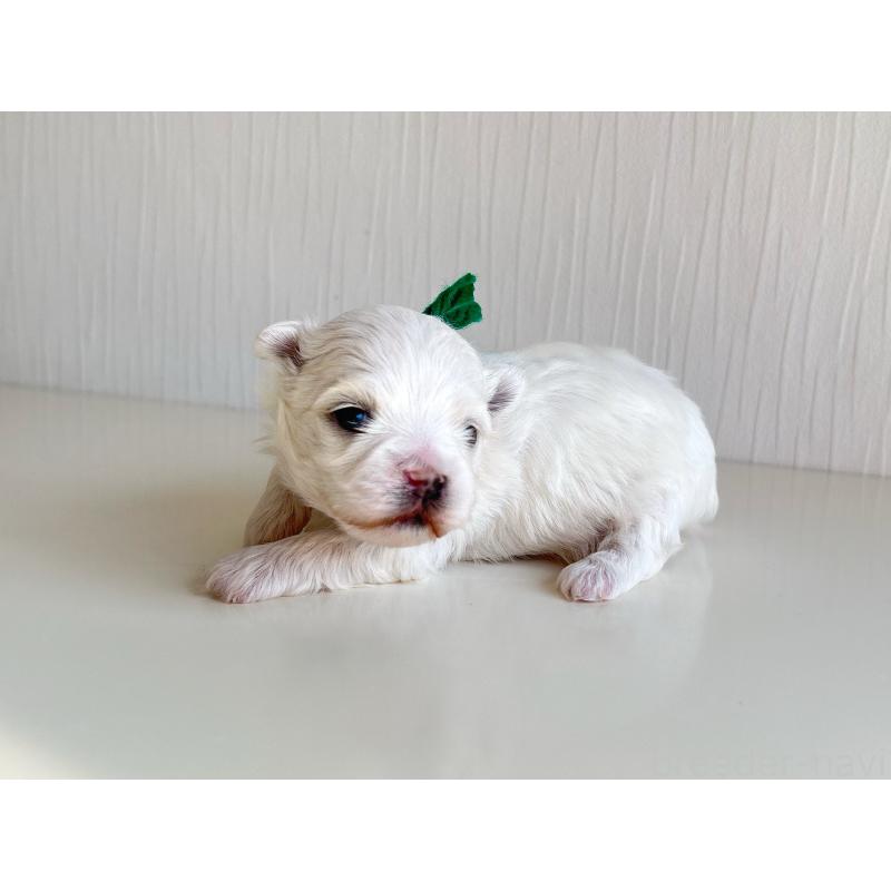 販売中の富山県のマルチーズ-427485の5枚目