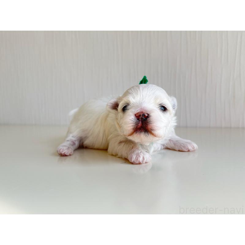 販売中の富山県のマルチーズ-427485の4枚目