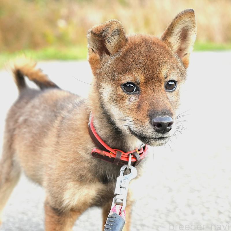 販売中の千葉県の豆柴-427489の2枚目