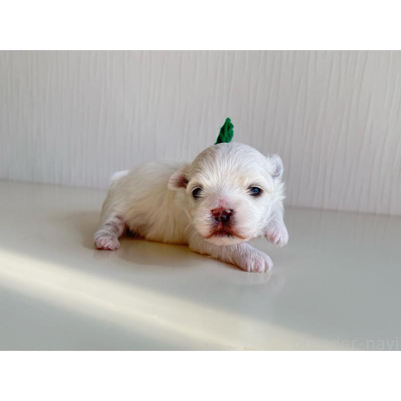 販売中の富山県のマルチーズ-427485の3枚目