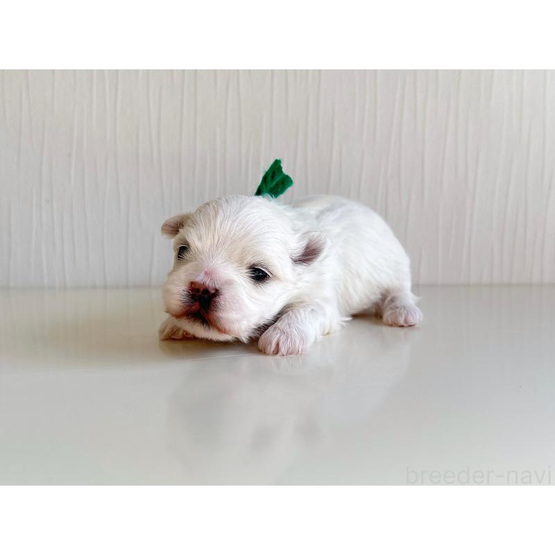 販売中の富山県のマルチーズ-427485の2枚目