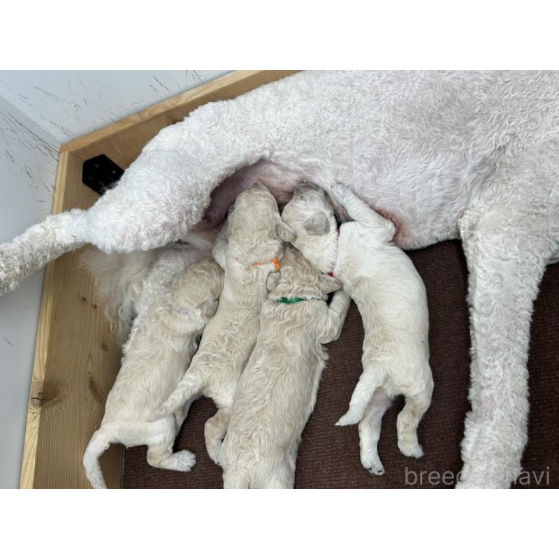 販売中の群馬県のスタンダードプードル-427488の4枚目