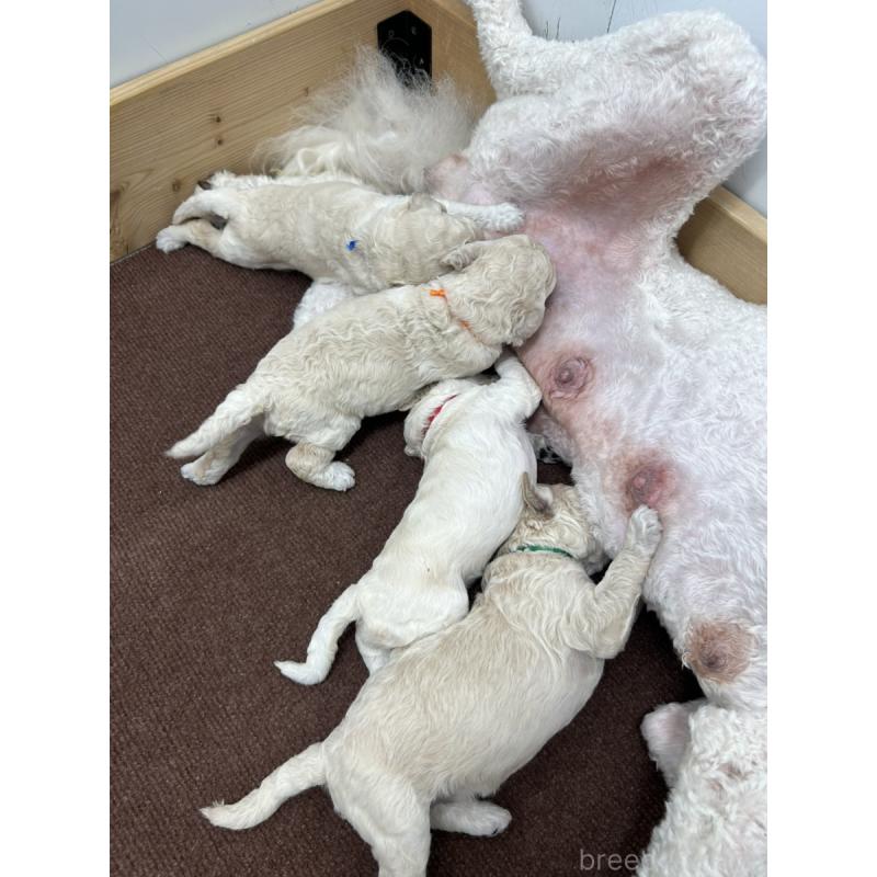 販売中の群馬県のスタンダードプードル-427488の2枚目