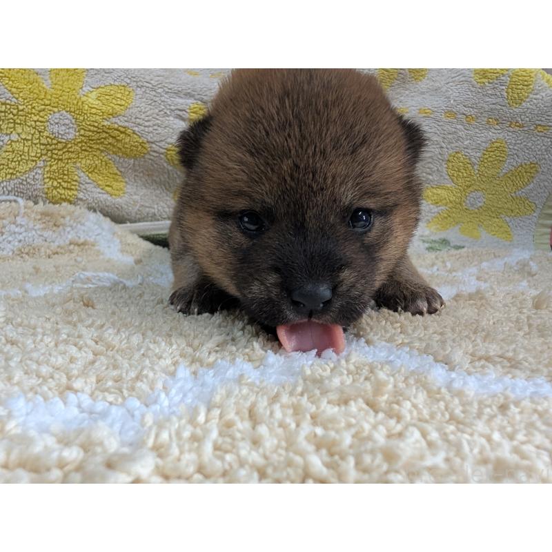 販売中の千葉県の豆柴-427490の2枚目