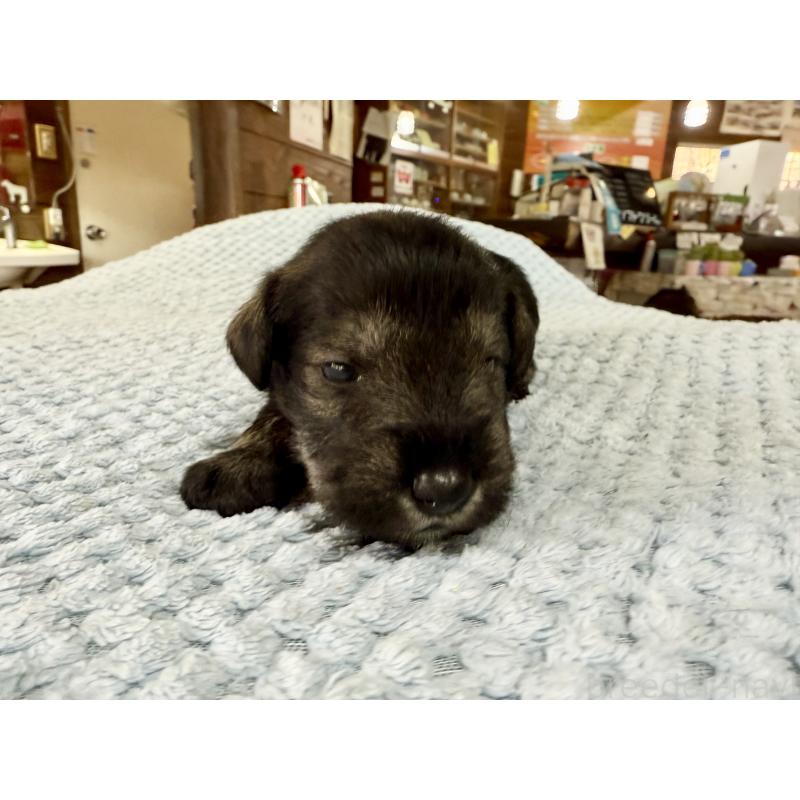 販売中の長野県のミニチュアシュナウザー-427492の7枚目