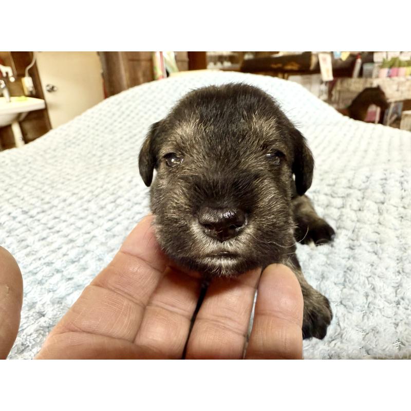 販売中の長野県のミニチュアシュナウザー-427492の6枚目