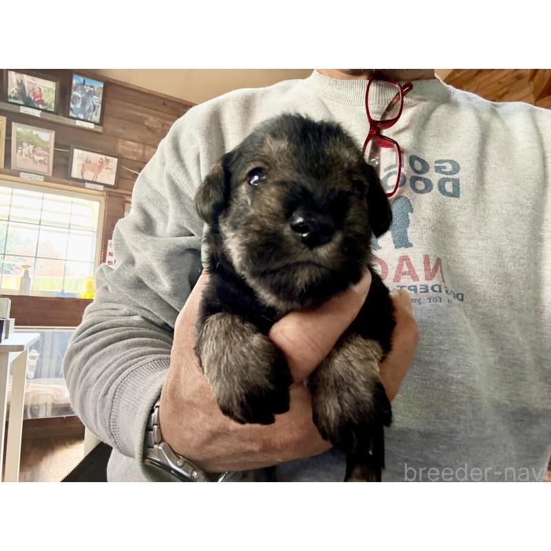 販売中の長野県のミニチュアシュナウザー-427492の5枚目