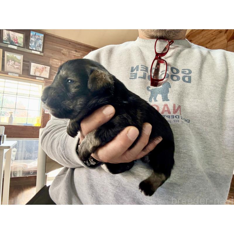 販売中の長野県のミニチュアシュナウザー-427492の4枚目