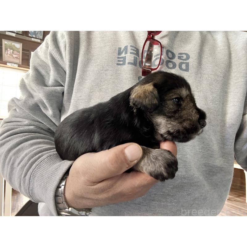 販売中の長野県のミニチュアシュナウザー-427492の3枚目