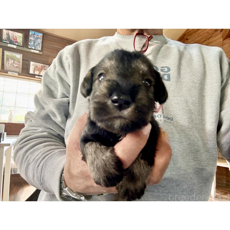 販売中の長野県のミニチュアシュナウザー-427492の2枚目