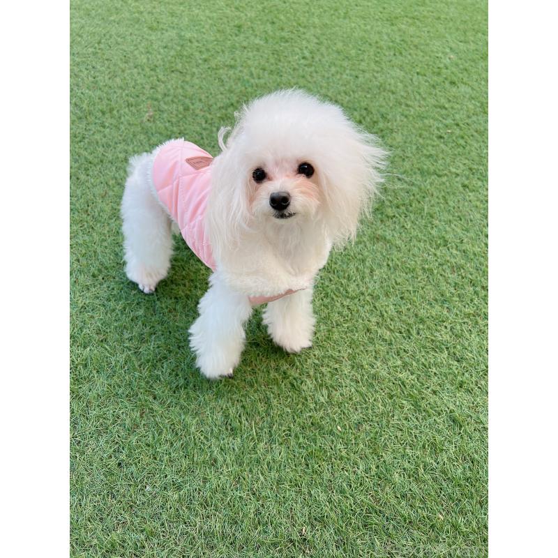 販売中の福岡県のティーカッププードル-420597の5枚目